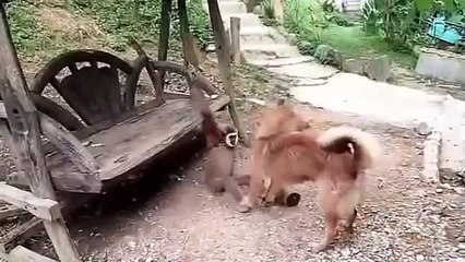 Monkey  vs Dog Intresting play | monkey Dog Fun