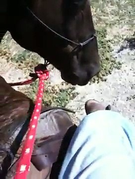 Flexing Horses with a Soft Touch and Listening to your Horse - Rick Gore Horsemanship