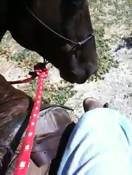 Flexing Horses with a Soft Touch and Listening to your Horse - Rick Gore Horsemanship