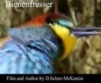 Bienenfresser Vogel Bird Tiere Animals Natur SelMcKenzie Selzer-McKenzie