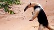 Lesser anteater (Tamandua tetradactyla) tamanduá-mirim