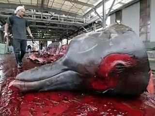 whale hunting help stop it