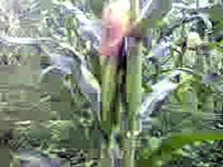 Grow Corn Plants or Maize