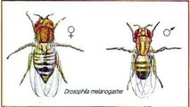 Proyecto trimestral de Biología [Mutación] [Drosophila melanogaster] 11°Ñ