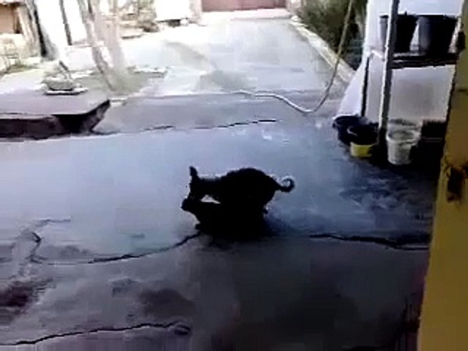 Секс кошки и собаки