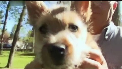 DOGS 101 - Norwich Terrier [ITA]