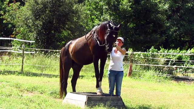 CW RIH pur sang arabe noir reprise tranquille du travail à pied