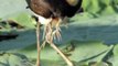 Comb Crested Jacana with newly hatched chicks.
