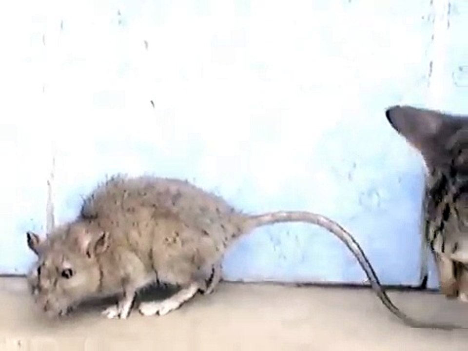 Cat vs rat video Dailymotion