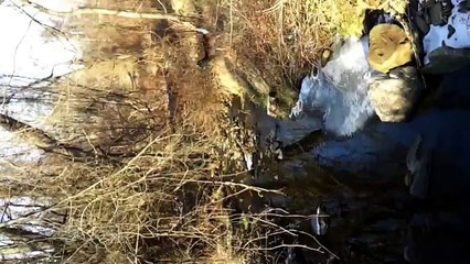 German Shorthair Pointer playing with deer