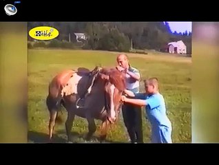 Funny Animal Videos   Funny Horse Bloopers   Best Fails of April 2015, Funny, Funny