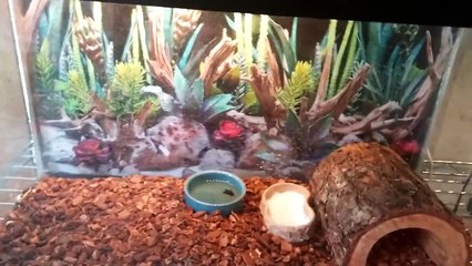 APRIL REPTILE ROOM UPDATE
