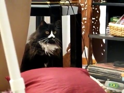 Cat stares at nothing for 5 mins.