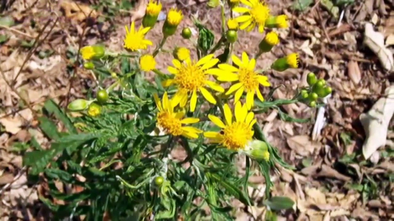 COLETANEA MUSICAS INSTRUMENTAIS ANDINA - VOL. 1 (FLAUTA ANDINA)