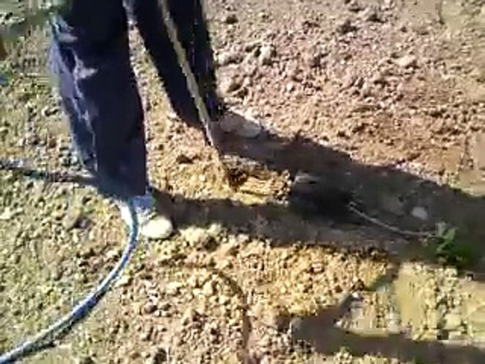 burgu sistemi ile üzüm fidanı dikimi