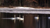 Tundra Swans on the Move