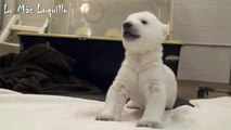 Primeros pasos de un cachorro de oso polar