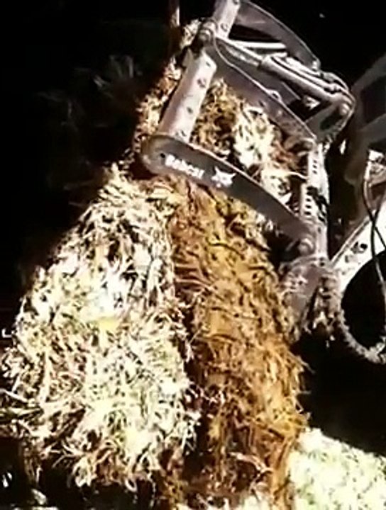 Bobcat cleaning calf barn out