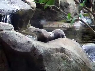 Otter Dance (Otterly Cute)