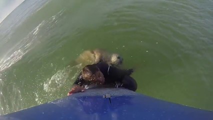 Rencontre avec le Phoque You Surf Lacanau