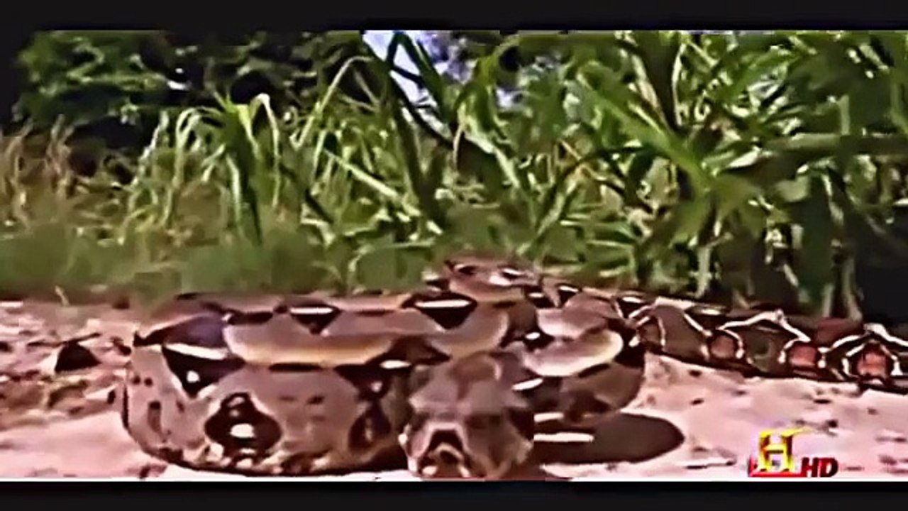 Wild Documentary - Man Eaten by Anaconda - Full Documentaries [FDC]