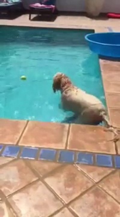 Dog gets his ball!