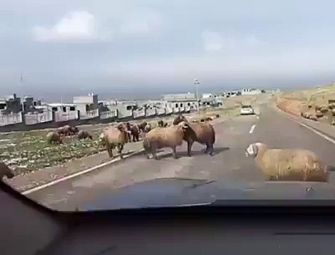 VID-20150315-WA0000.mp4