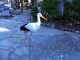 A Hungry Stork