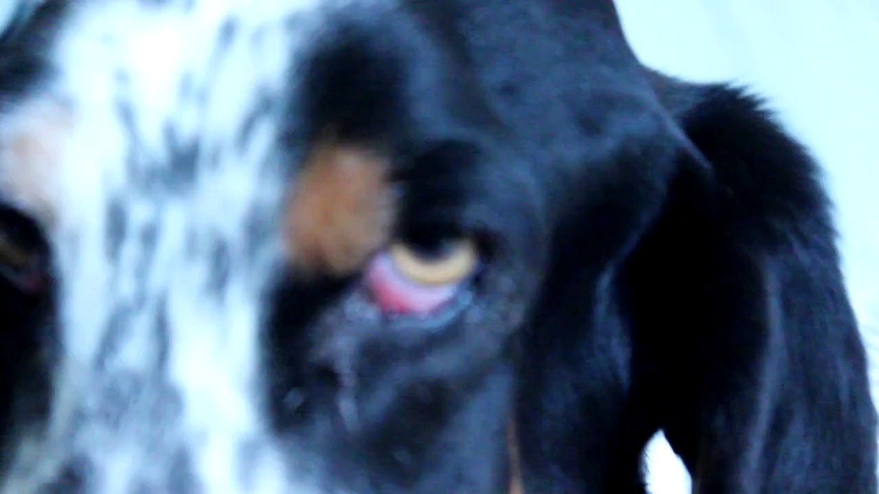 Rat Cage Tour (Apr 2015)