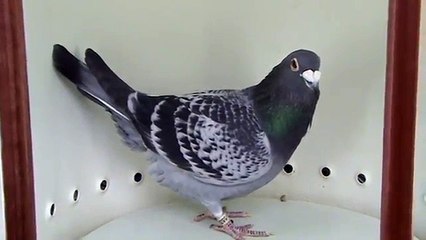 Maestrul columbofil Adrian Craciunescu Mizil Romania prezentare RO 755323 2012 M