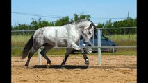 Lusitano Stallion 2010 Promising dressage horse.