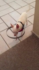 Pare-chocs pour un Chihuahua aveugle