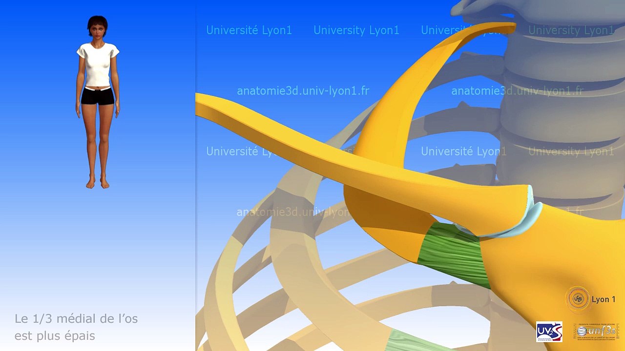 anatomie La clavicule