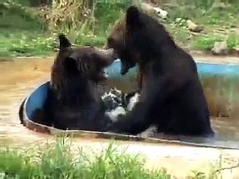 Медведи купаются Ярославский зоопарк Yaroslavl zoo Bears swim 2010
