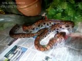 Epicrates Cenchria Cenchria (Brazilian Rainbow Boa)