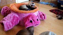 Frettchen Kuschelstunde Okami & Mando / Ferret cuddling
