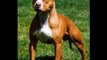 Os incríveis Pit Bulls. The American Pit Bull Terrier.