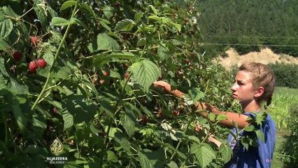 Ivanjičko crveno zlato