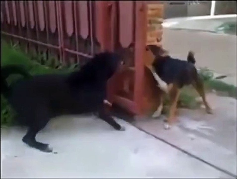 کتوں کی اس سے بہتر ین لڑائی آپ نے آج تک نہیں دیکھی ہو گی