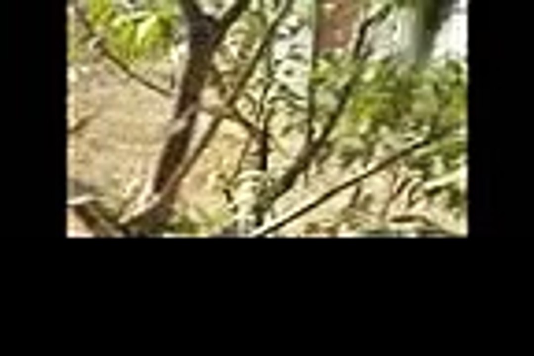 gau ghar ko samjhana