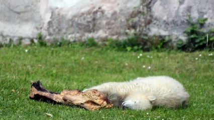 Eisbär Charlotte spielt im Nürnberger ZOO