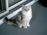 Persian Kitten Shaded Silver / Rex at 13 weeks