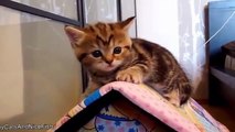 Смешные котята 2015! Funny Videos - Funny Cats!