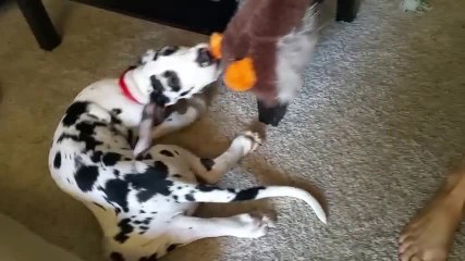 Great Dane puppy takes a ride with his duck