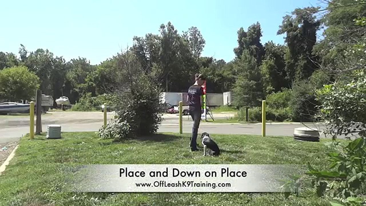 5-Month Old Beagle "Henry!" When is the last time you saw an amazing 5-month old Beagle?