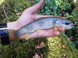 Best of du mois d'avril pêche truite fario dans les Pyrénées.