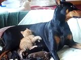 Kitten adopts litter of Puppies