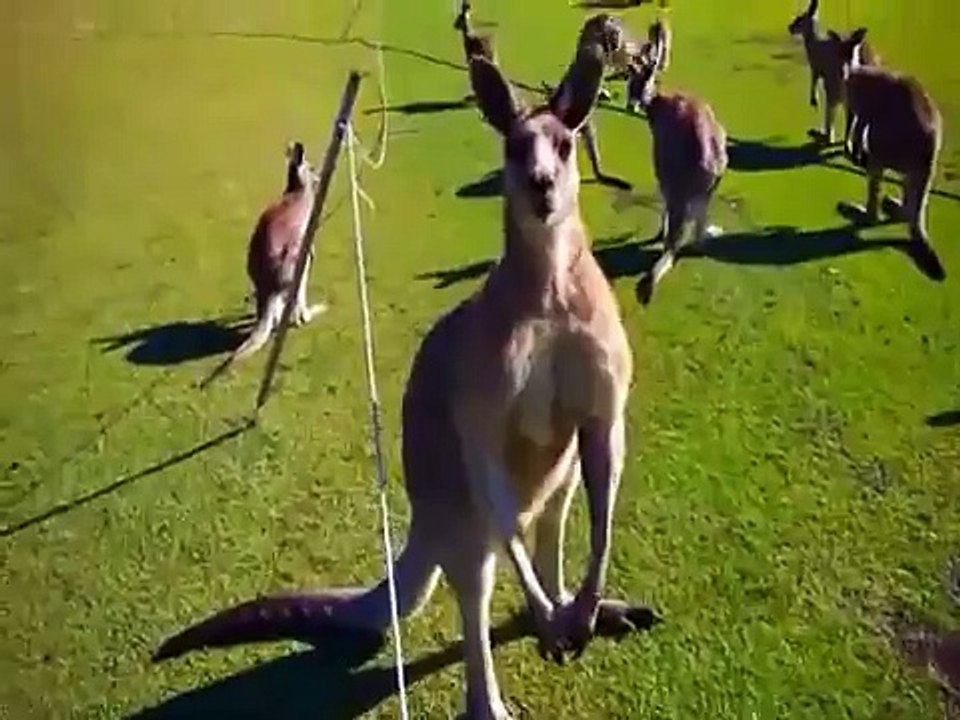 The REAL Sound of Skippy the Bush Kangaroo