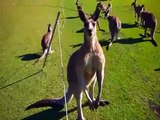 The REAL Sound of Skippy the Bush Kangaroo