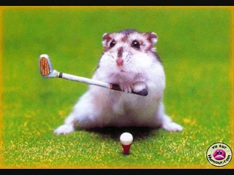Drôle d'hamsters.wmv